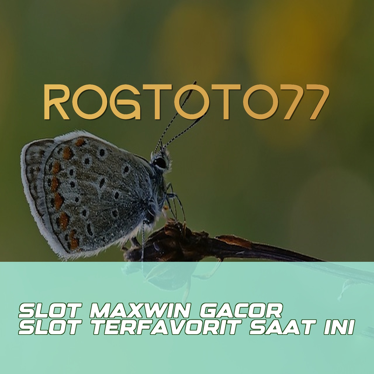 ROGTOTO77